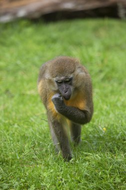 yürüyen altın göbekli mangabey, Cercocebus chrysogaster
