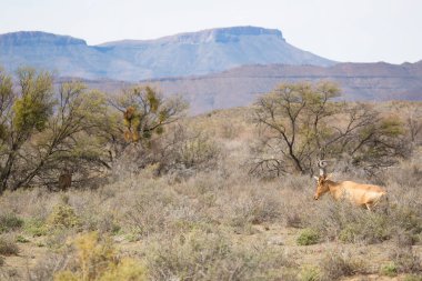 Yaygın tsessebe veya sassaby, Damaliscus lunatus, alt türler lunatus, kuru çayırlarda otlayan
