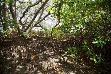 Yeşil yapraklı bir ağacın dikey görüntüsü.