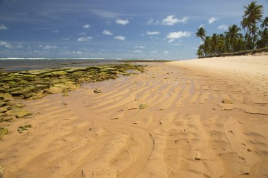 Güneş, deniz, palmiye ağaçları ve ıssız ve el değmemiş tropik bir sahilde kum.