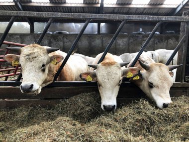 Çiftlikteki ineklerin manzarasını kapat.