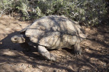 Leopar kaplumbağa, Stigmochelys pardalis, yiyecek yeşil ve taze bitkiler bulmak için hızla yürüyorlar.