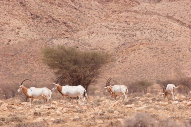 Palamut boynuzlu antilop sürüsü, Oryx dammah, Sahra Çölü 'ndeki korkunç önlüklerin arasında yürüyorlar.