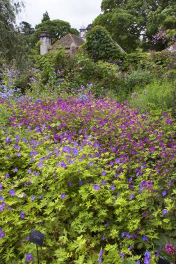 Güzel botanik fotoğrafı, doğal duvar kağıdı.