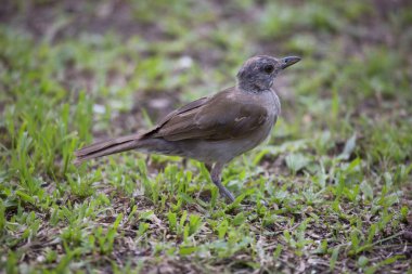 Doğal ortamdaki bir tropikal kuşun görüntüsü