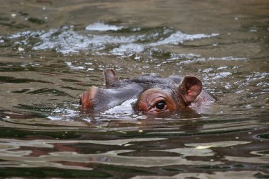 Suda büyük bir su aygırı.