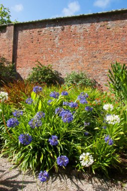 Güzel botanik manzarası