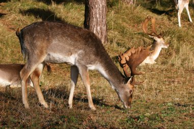 Vahşi doğadaki en tatlı geyik manzarası