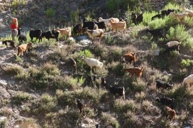 Dağlarda keçi sürüsü