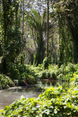 Ormanın güzel manzarası