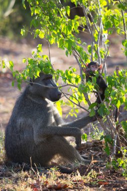Vahşi ortamda şirin babunlar.