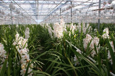 Bahçedeki güzel orkide manzarası