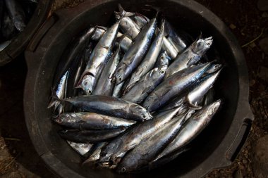 Kovalar dolusu taze balık satılığa çıktı ve açık havada ana caddenin yakınında sergilendi.