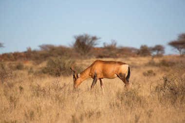 Yaygın tsessebe veya sassaby, Damaliscus lunatus, alt türler lunatus, kuru çayırlarda otlayan
