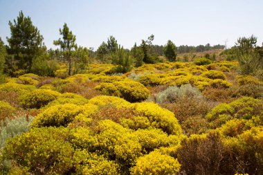 Doğanın güzel manzarası