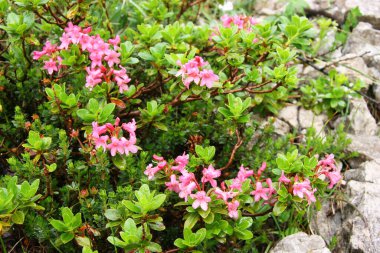 Güzel kır çiçekleri manzarası