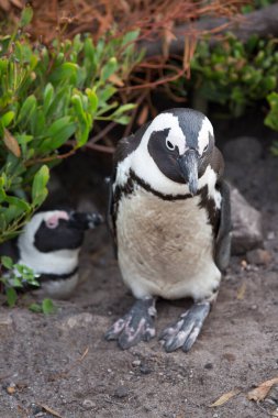 bir penguenin siyah beyaz portresi