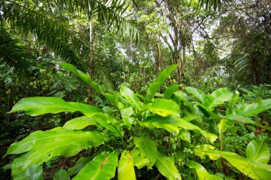 Brezilya 'nın Atlantik yağmur ormanı adı verilen aşılmaz bir bitki karışıklığı ile yoğun tropikal bulut ormanı