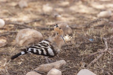 Erkek bir kuşun yakın plan çekimi.
