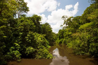 Yeşil yağmur ormanlarının güzel manzarası