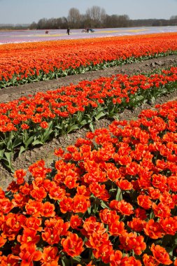 Tarlada güzel laleler