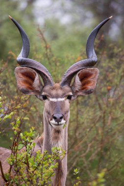 Erkek ya da boğa daha büyük kudu Tragelaphus strepsiceros 'un çalıların arasında duruşu.