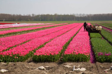 Lale soğanının lale başlarını ayırmak, daha iyi büyümek ya da ampulü geliştirmek için tarımsal bir makine çalışıyor.
