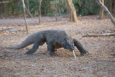 Komodo Ejderhası doğal yaşam alanında, Komodo Parkı, Endonezya
