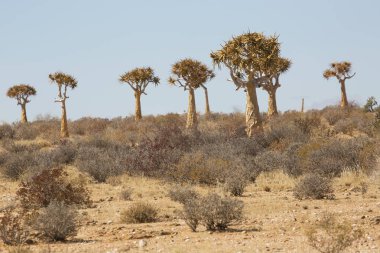 Titrek ağaçlar veya Kokerboom ormanı, Aloidendron ikilemi, Karoo bölgesinin tipik ıssız kayalık çöl manzarası ve Nothe Cape