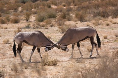 Gemsbok sürüsü ya da Güney Afrika antilobu, Afrika antilobu ceylanı Kalahari çölündeki kuru otların arasında yürüyor ve otluyor.