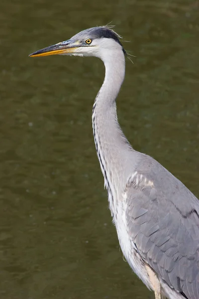 Grande Egret Ardea Alba — Fotografia de Stock