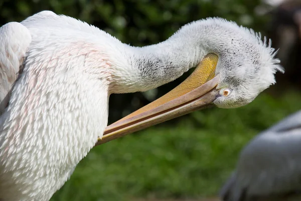 Hayvanat Bahçesinde Beyaz Pelikan — Stok fotoğraf