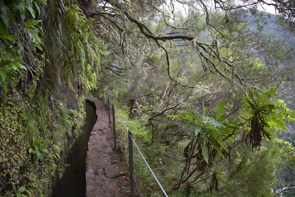 Ormandaki güzel yol manzarası
