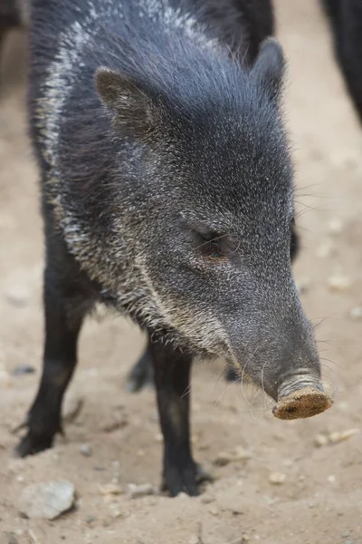 yaban domuzu Hayvanat Bahçesi