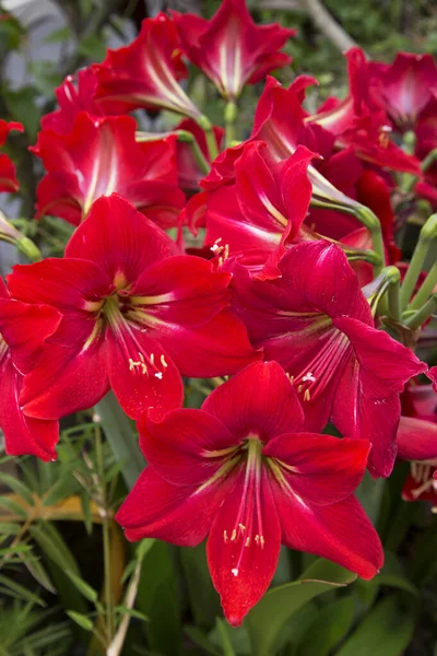 Bahçenin güzel kırmızı çiçekleri