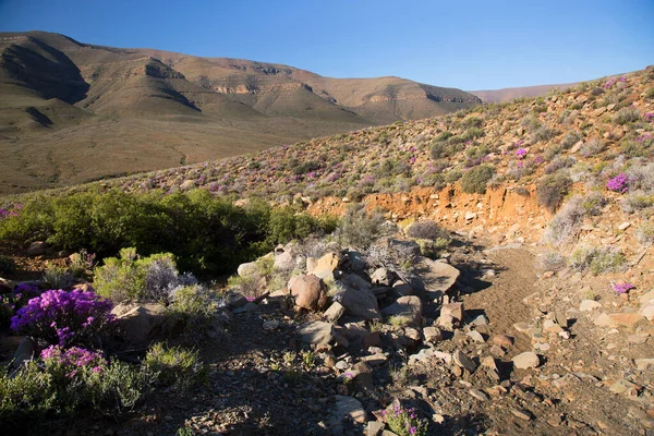 Arkasında dağlar olan güzel çöl manzarası.