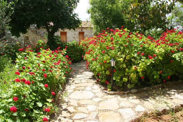 Kırmızı sardunyalar ve geleneksel taş evlerle dolu şehir bahçesi yolu.