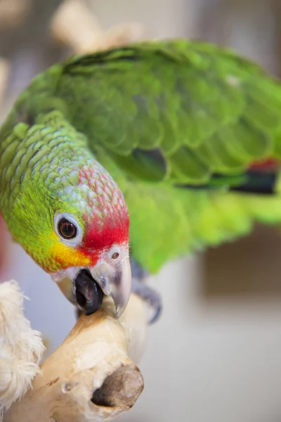 Egy Papagájmadár Közelsége — Stock Fotó