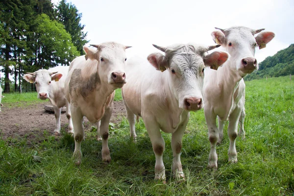 Manada Vacas Pastando Pastagem Prado Verde — Fotografia de Stock