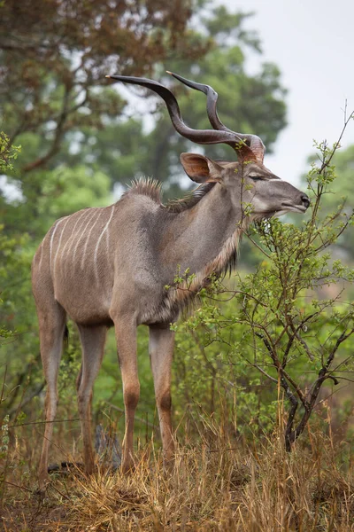 Vooraanzicht Van Mannelijke Stier Groter Kudu Tragelaphus Strepsiceros Staande Tussen — Stockfoto