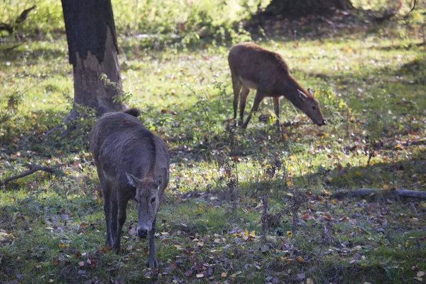 Jeune Cerf Dans Forêt — Photo