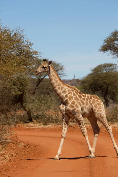 South African Cape Giraffe Giraffa Camelopardalis Walking Savanna Landscape Graze — Stock Photo, Image