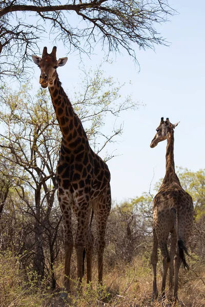 Види Жирафа Дикій Природі Африка — стокове фото
