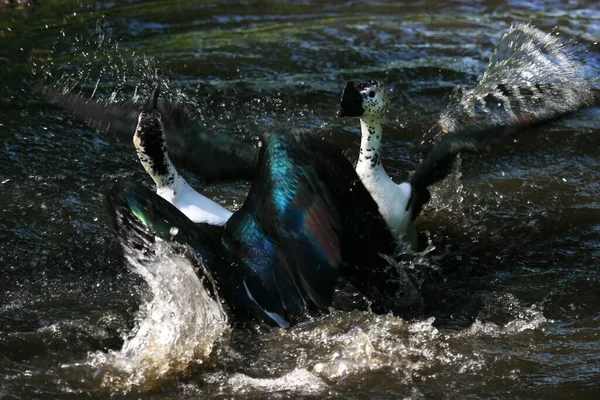 Nehir suyundaki büyük kuşlar