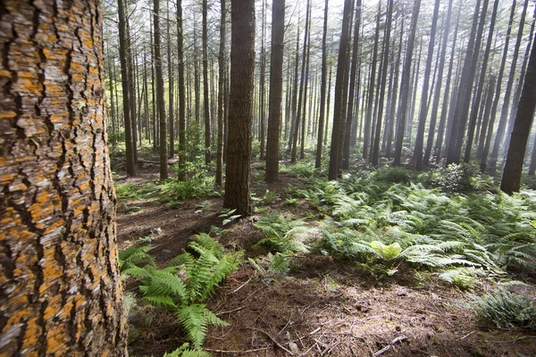 Krásný Borovicový Les Noci — Stock fotografie