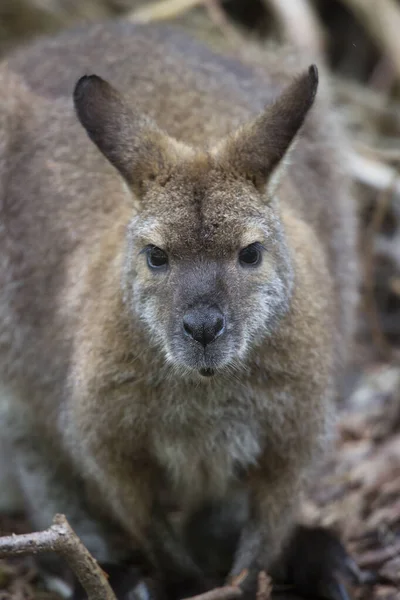 Closeup Red Necked Wallaby Macropus Rufogriseus — Stock Photo, Image