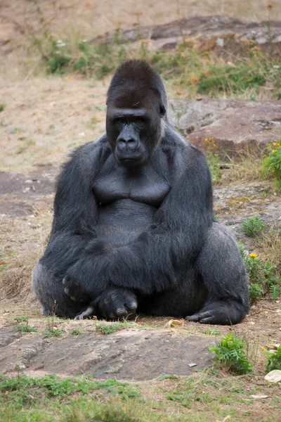 Hayvanat bahçesinde siyah goril