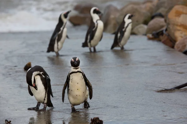 Promenader Och Resande Fot Afrikansk Eller Svartfotad Pingvin Spheniscus Demersus — Stockfoto