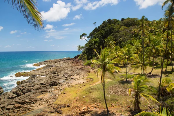 Palmiye ağaçları olan güzel tropikal plaj