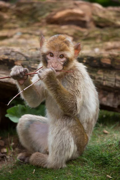Macaco Macaco Pequeno Bonito Zoológico — Fotografia de Stock